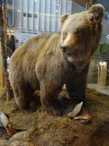 ausgestopfter Bär - Finnland, 2013 © Tarja Prüss