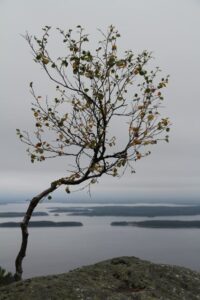 Blick vom Koli auf den Pielinen See mit Baum im Vodergrund ©Foto: Tarja Prüss | Tarjas Blog - Reiseblog Finnland