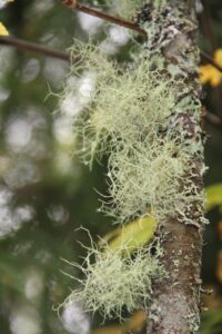 Zarte Flechten am Baum in Finnland ©Foto: Tarja Prüss | Tarjas Blog