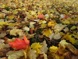 herbst laub am boden