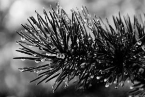 tautropfen am tannenzweig