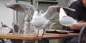 Möwen sitzen auf Café-Tisch, Turku, Finnland © Foto: Tarja Prüss