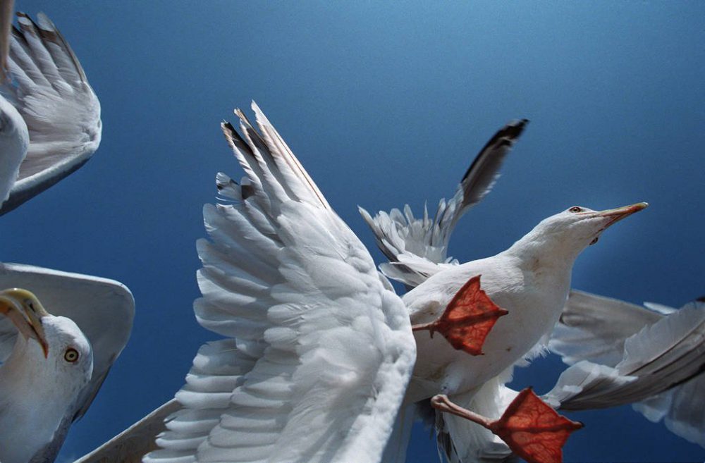 Suomi 100 Countdown Finnland ©Foto: Juha Metso | www.juhametso.com