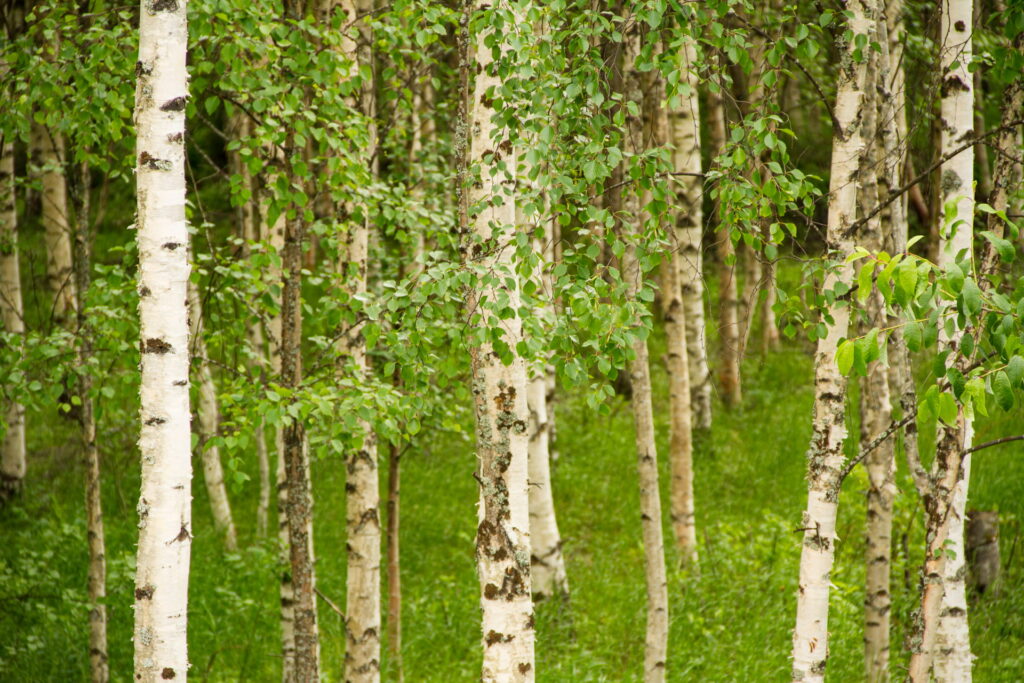 Birkenwald Finnland. Foto: Tarja Prüss | tarjasblog
