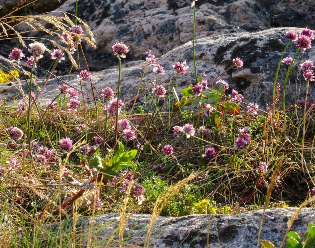 Gräser und Felsen Finnland. Foto: Tarja Prüss | tarjasblog