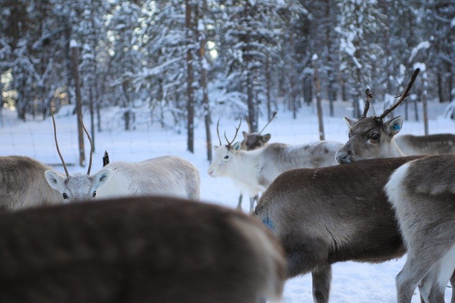 Osmo & seine Rentiere 9 Rentiere in Lappland - Inari ©Foto: Tarja Prüss | Tarjas Blog - Reiseblog Finnland