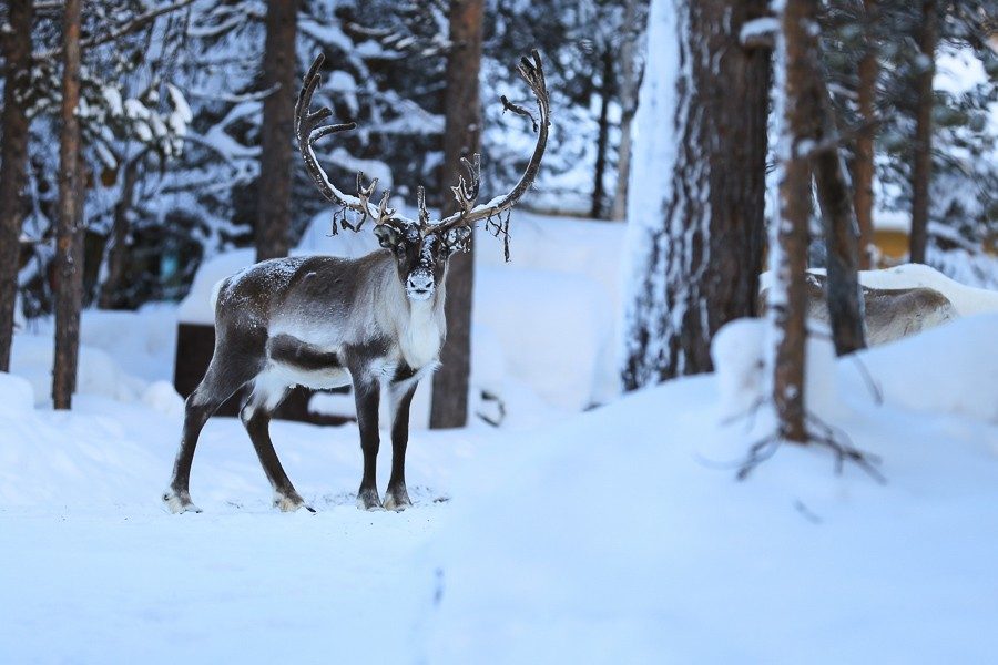 Osmo & seine Rentiere 3 Rentiere in Lappland - Inari ©Foto: Tarja Prüss | Tarjas Blog - Reiseblog Finnland