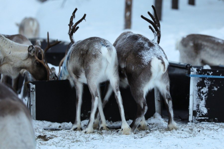 Osmo & seine Rentiere 6 Rentiere in Lappland - Inari ©Foto: Tarja Prüss | Tarjas Blog - Reiseblog Finnland