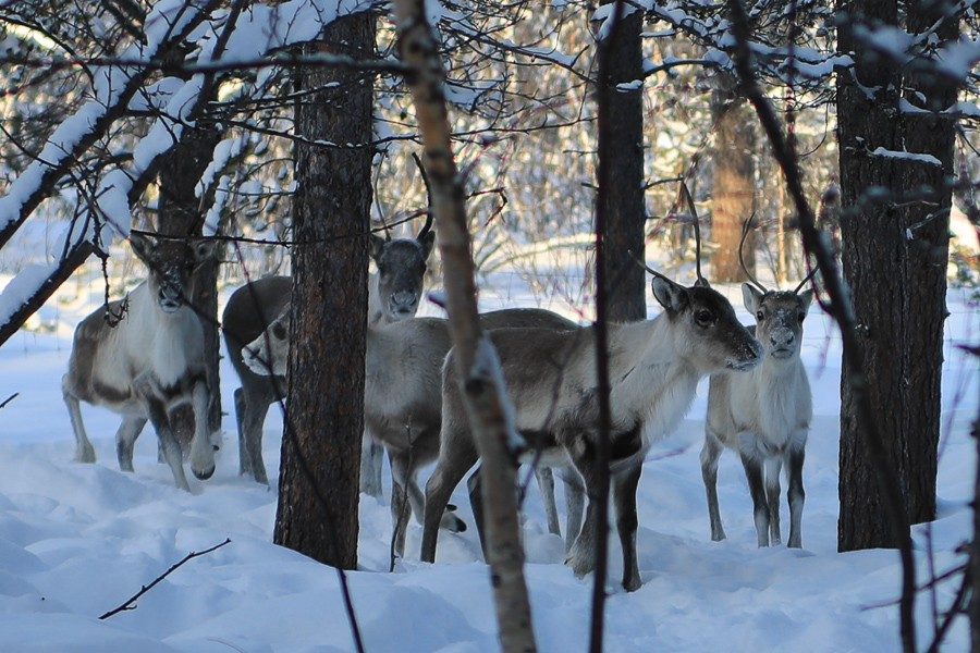 Osmo & seine Rentiere 7 Rentiere in Lappland - Inari ©Foto: Tarja Prüss | Tarjas Blog - Reiseblog Finnland