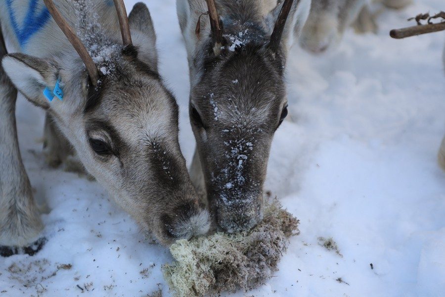 Osmo & seine Rentiere 8 Rentiere in Lappland - Inari ©Foto: Tarja Prüss | Tarjas Blog - Reiseblog Finnland