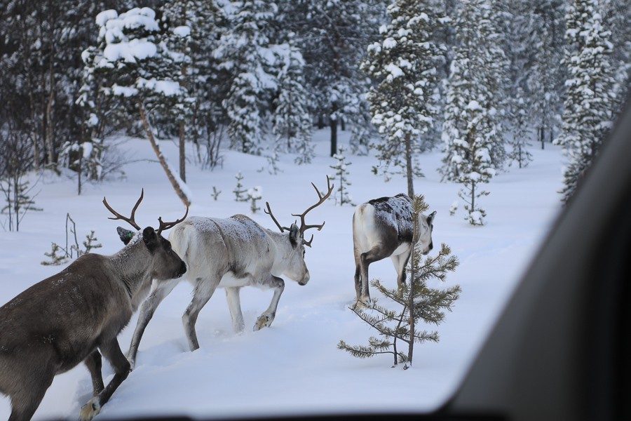 Osmo & seine Rentiere 4 Rentiere in Lappland - Inari ©Foto: Tarja Prüss | Tarjas Blog - Reiseblog Finnland